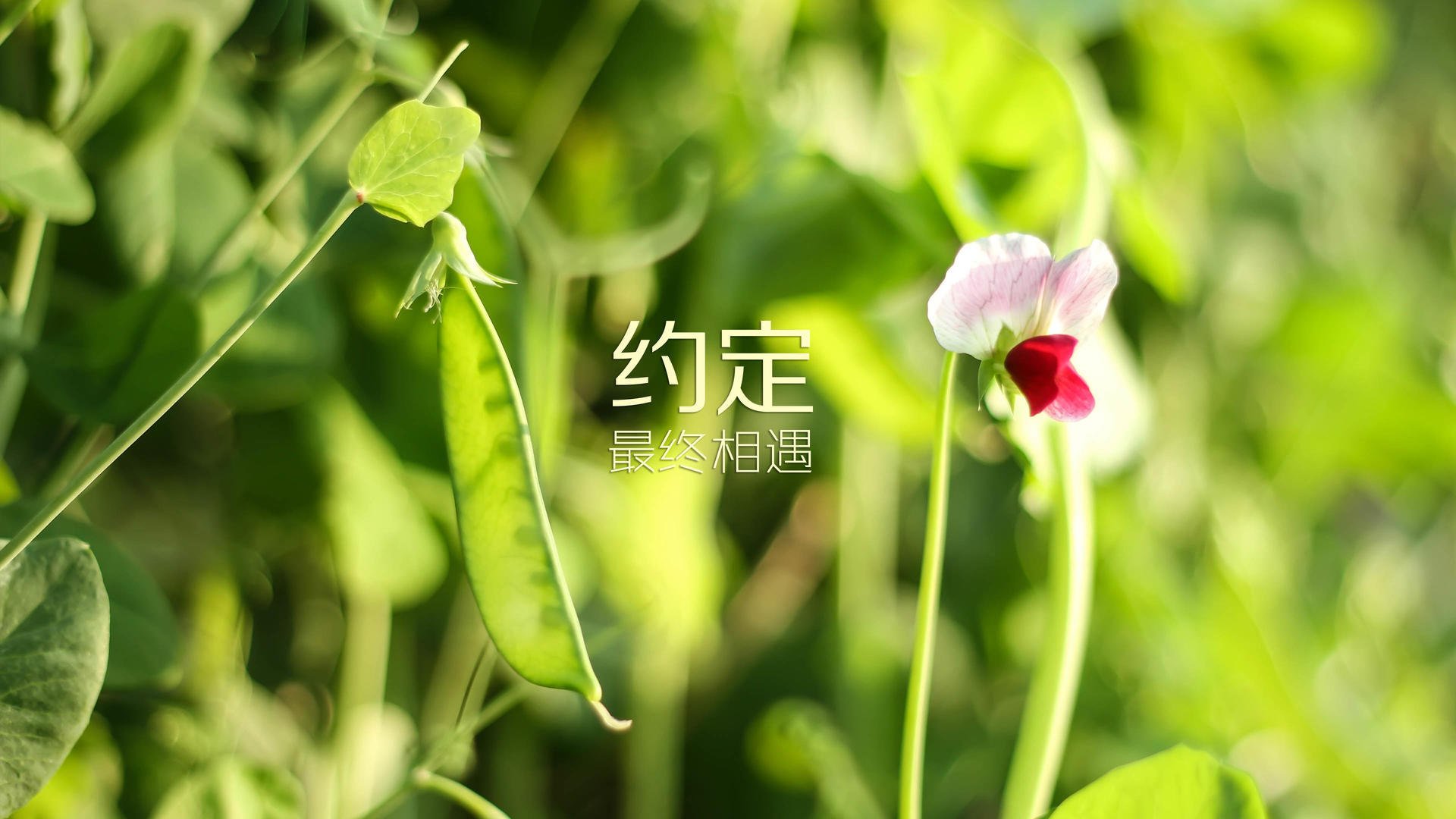 赛车史上的革命性技术引入赛场，赛车界的传奇