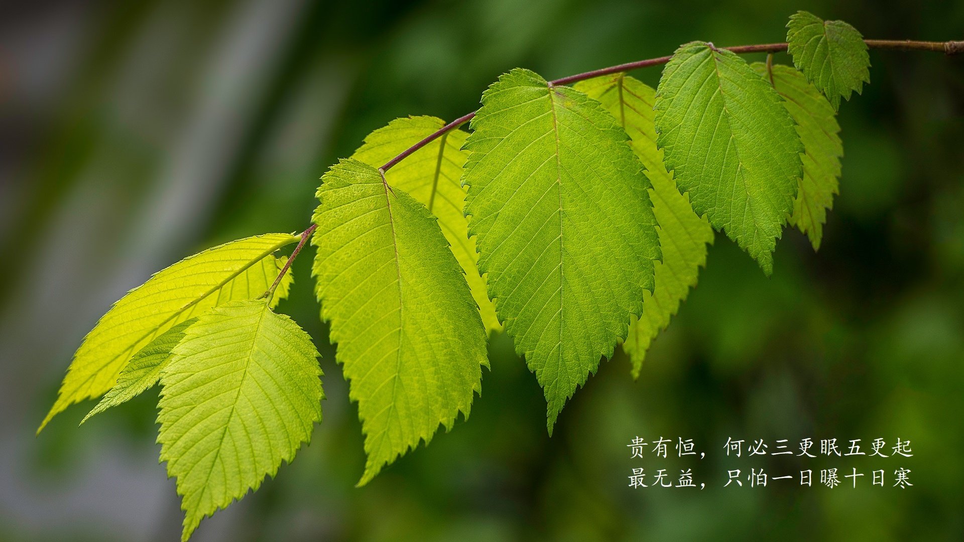 尼尔·巴特尔成为袋鼠队防守端的主心骨